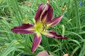 IMG_4364 (Large)